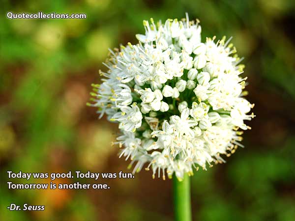 Dr. Seuss quotes5